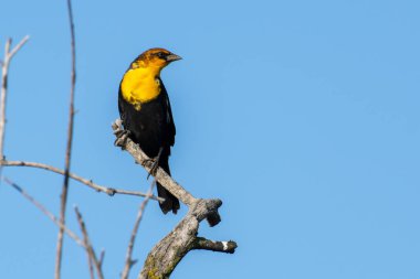 Bir erkek sarı başlı karakuş (Xanthocephalus xanthocephalus) Kelowna mavi gökyüzü arka plan ile bir dal üzerinde tünemiş orta ölçekli bir karakuş, Kanada.