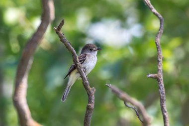 Bir söğüt sinekkapan (Empidonax traillii) British Columbia, Kanada yeşil bir arka plan ile ormanda bir dalı tünemiş zorba sinekkapan ailesinin küçük bir böcek yiyen, neotropikal göçmen kuş.