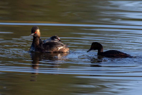 Czarna szyjka Perkoz rodziny (Podiceps nigricollis), znany w Ameryce Północnej jako Uszatka Perkoz płodzi w stawie pokazano jej dziecko lub młody na plecach, czerwone oko i Czernica pióra w Kelowna, Kanada. — Zdjęcie stockowe