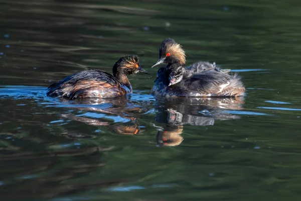 Den Svartnackad Doppingar familjen (Podiceps nigricollis), känd i Nordamerika som eared doppade simmar i dammen visar sin bebis eller unga på ryggen, röda ögon och tuftade fjädrar i Kelowna, Kanada. — Stockfoto