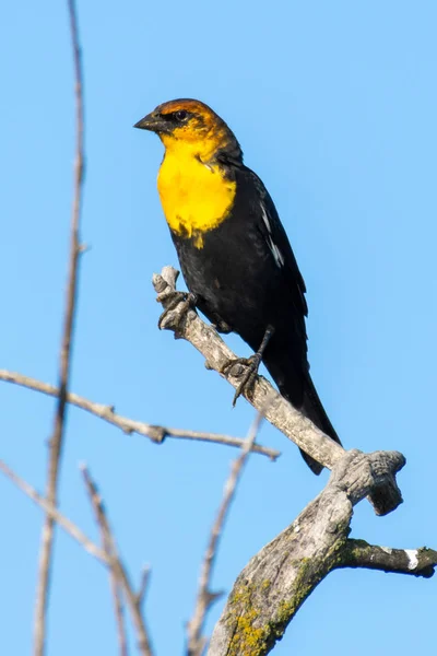 Un mirlo de cabeza amarilla macho (Xanthocephalus xanthocephalus) es un mirlo de tamaño mediano encaramado en una rama con fondo de cielo azul en Kelowna, Canadá. . — Foto de Stock