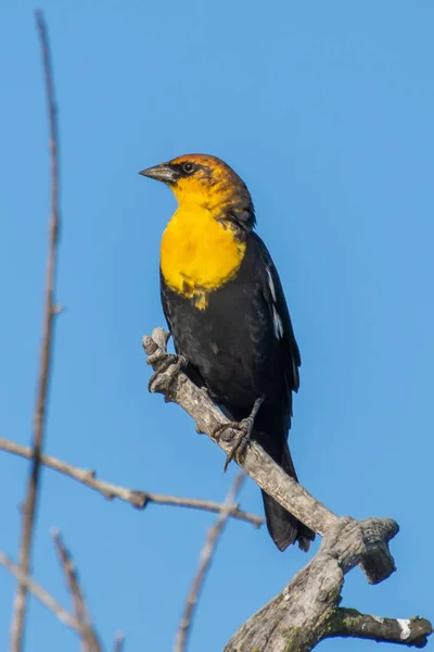 Un mirlo de cabeza amarilla macho (Xanthocephalus xanthocephalus) es un mirlo de tamaño mediano encaramado en una rama con fondo de cielo azul en Kelowna, Canadá. . — Foto de Stock