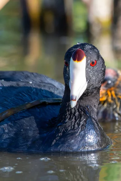 A close up female mother American coot (Fulica americana), also known as a mud hen, is a bird of the family Rallidae swimming and showing white beak and red eye and black feathers. — Stock Photo, Image