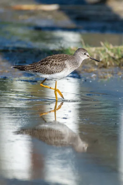 Ein kleiner gelbschenkel (tringa flavipes) ist ein mittelgroßer küstenvogel, der im wasser auf der suche nach futter in der morgendlichen sonne in britisch columbia steht, kanada. — Stockfoto