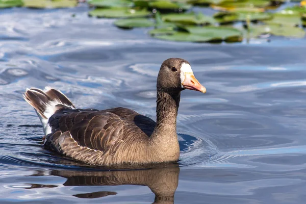 The white fronted goose (Anser albifrons) is a species of large goose in the waterfowl family Anatidae swimming the Burnaby Lake along the shoreline in Canada. — Stock Photo, Image