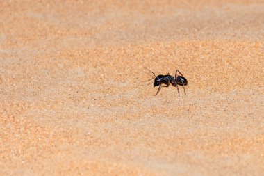 Dev Karınca (Camponotus xerxes), Birleşik Arap Emirlikleri 'nde geceleri kum tepeleri boyunca koşan bir kara gece yaratığı..
