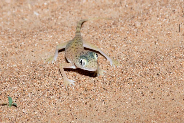 Gecko à doigts courts (Stenodactylus doriae) du Moyen-Orient debout dans le désert des Émirats arabes unis dans le sable la nuit . — Photo