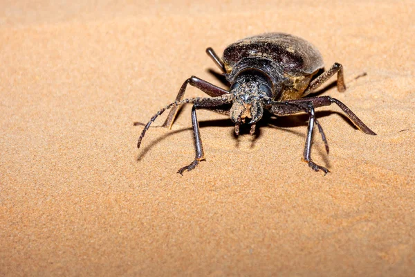 Escarabajo Gigante Longhorn (Anthracocentrus arabicus) una criatura desértica nocturna o nocturna con enormes antenas en la arena en los Emiratos Árabes Unidos . — Foto de Stock