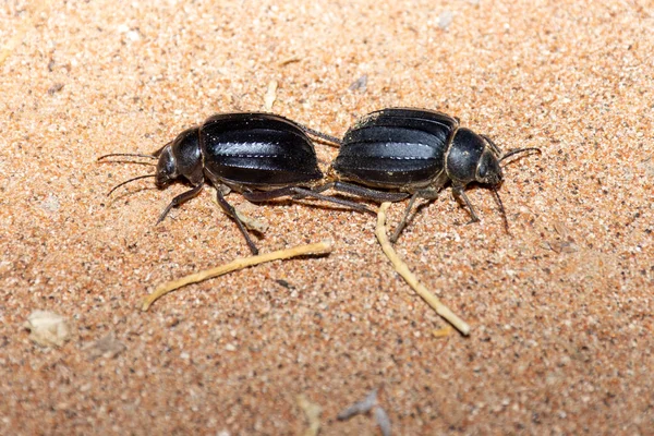 Escarabajo negro brillante árabe Darkling — Foto de Stock