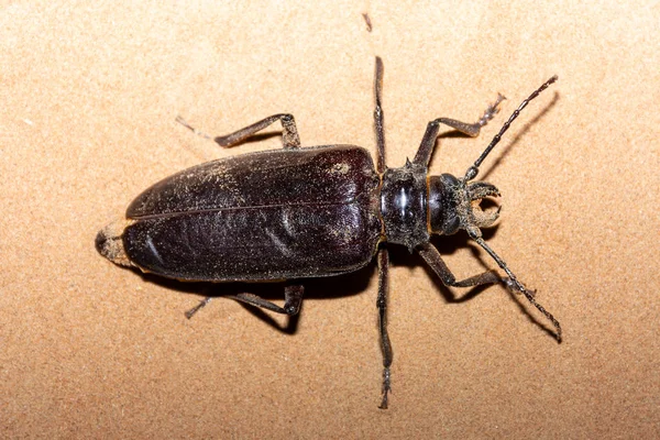 Giant Longhorn Beetle (Anthracocentrus arabicus) en nattlig eller nattlig ökenvarelse med enorma antenner i sanden i Förenade Arabemiraten. — Stockfoto