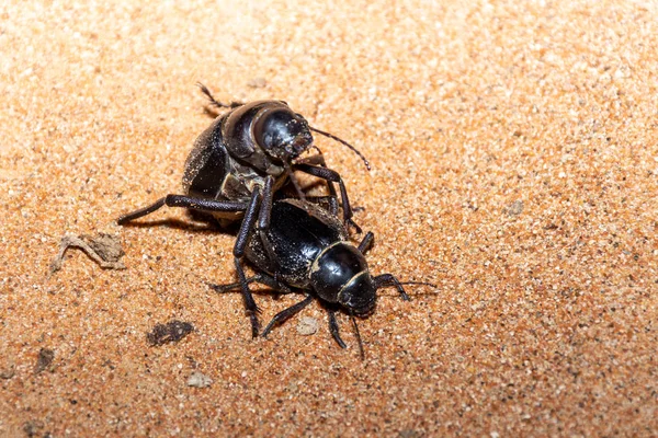 Dos brillante negro árabe Darkling Beetle — Foto de Stock