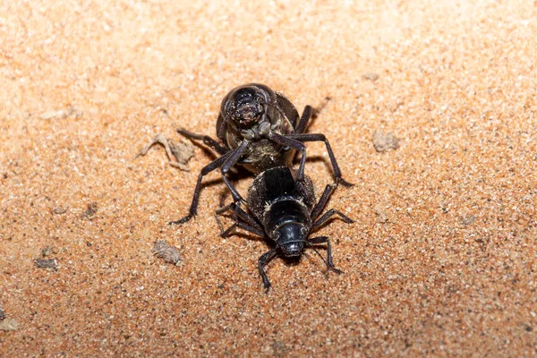 Dos brillante negro árabe Darkling Beetle — Foto de Stock