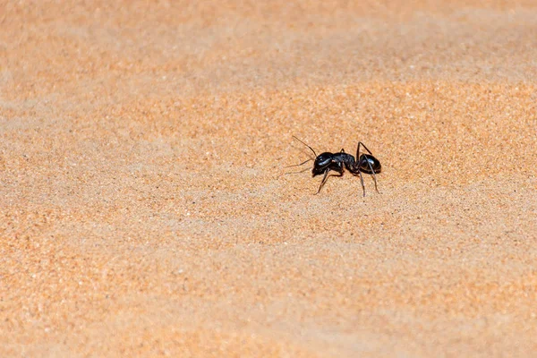 Hormiga gigante (Camponotus xerxes), una criatura negra durante la noche, corriendo por las dunas de arena en los Emiratos Árabes Unidos durante la noche . — Foto de Stock