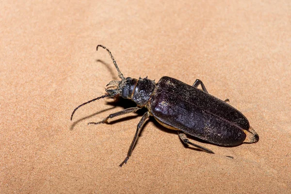 Escarabajo Gigante Longhorn (Anthracocentrus arabicus) una criatura desértica nocturna o nocturna con enormes antenas en la arena en los Emiratos Árabes Unidos . — Foto de Stock