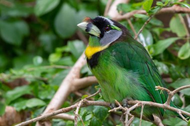 Ateş Tufted Barbet (Psilopogon pyrolophus), Sumatra ve Malezya Yarımadası 'na özgü yeşil bir kuştur..