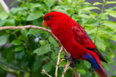 Kırmızı lori (Eos bornea), Psittaculidae familyasından bir papağan türüdür..