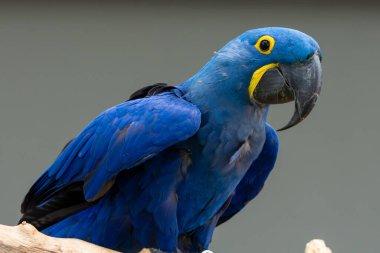 Sümbül papağanı (Anodorhynchus hyacinthinus), ya da Güney Amerika 'da bir dala tünemiş olan sümbül papağanı veya mavi papağan..