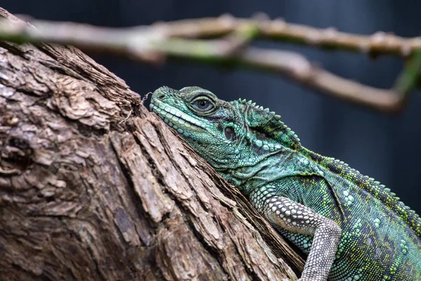 Uma Iguana Verde Iguana Iguana Fica Imóvel Longo Galho Árvore — Fotografia de Stock