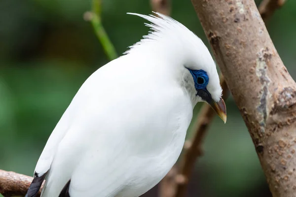 White Bali Myna Leucopsar Rothschildi Also Known Rothschild Mynah Bali — Stock Photo, Image