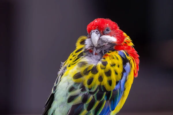 Bright Red Yellow Eastern Rosella Platycercus Eximius Parrot Parakeet Rosella — Stock Photo, Image