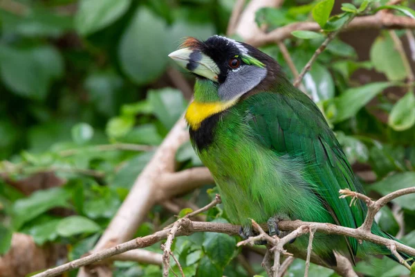 Огонь Tufted Barbet Psilopogon Pyrolophus Зеленая Тропическая Птица Уроженец Суматры — стоковое фото