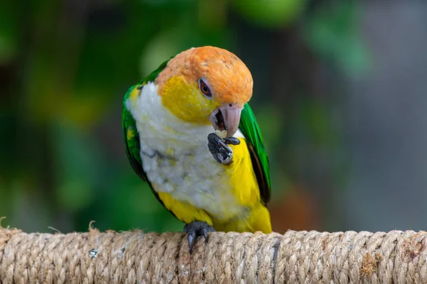 Papagaio Pernas Pretas Pionites Xanthomerius Também Conhecido Como Papagaio Barriga — Fotografia de Stock