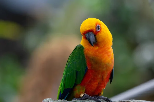 Jenday Conure Aratinga Jandaya Ültetett Egy Más Néven Jandaya Papagáj — Stock Fotó