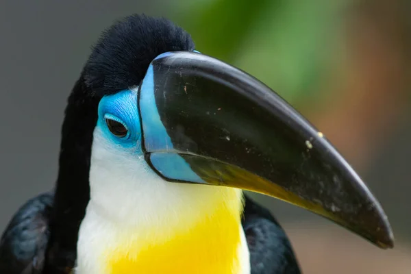 Tucano Bico Canalizado Ramphastos Vitellinus Uma Ave Passeriforme Família Ramphastidae — Fotografia de Stock