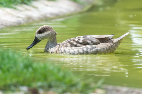 Marbled Duck Marbled Teal Marmaronetta Angustirostris Close Swimming Green Pond — Stock Photo, Image