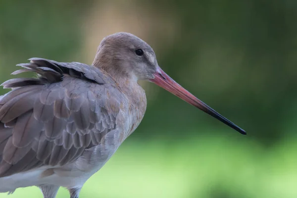 Eine Uferschnepfe Limosa Lapponica Ist Ein Großer Watvogel Aus Nächster — Stockfoto