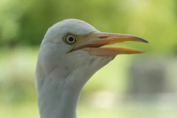 Eine Nahaufnahme Des Kopfes Eines Kuhreihers Bubulcus Ibis Mit Einem — Stockfoto