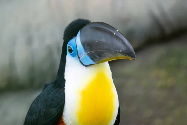 Ramphastos Vitellinus Uma Ave Passeriforme Família Ramphastidae Encontrada Trinidad América — Fotografia de Stock