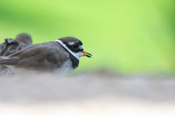 Sebuah Plover Cincin Umum Atau Plover Cincin Charadrius Hiaticula Menutup — Stok Foto