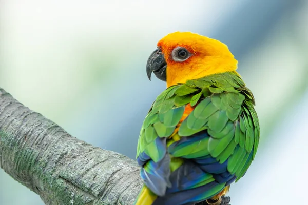 Conure Jenday Aratinga Jandaya Perché Dans Arbre Également Connu Sous — Photo