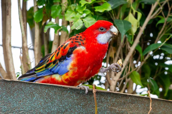 Pappagallo Pappagallo Rosso Brillante Giallo Orientale Platycercus Eximius Una Rosella — Foto Stock