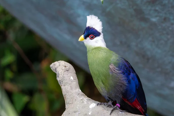 White Crested Turaco Tauraco Leucolophus Perches Rainforest Tree West Africa — Stock Photo, Image