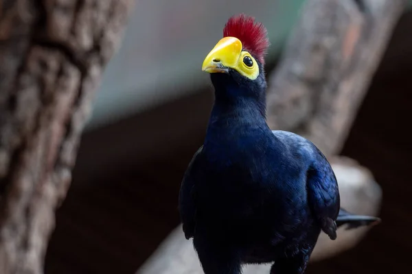 Ross Turaco Trees Lady Ross Turaco Musophaga Rossae Mainly Bluish — Stock Photo, Image