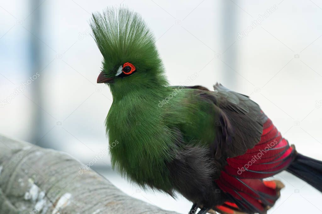 Guinea turaco (Tauraco persa), also known as the green turaco or green lourie perched in a tree in the rainforest of west africa. Concept.