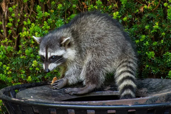 Rakunlar (Procyon lotor) Stanley Park, Vancouver British Columbia, Kanada 'da şehri istila eden çöp tenekesi veya çöp yiyorlar..