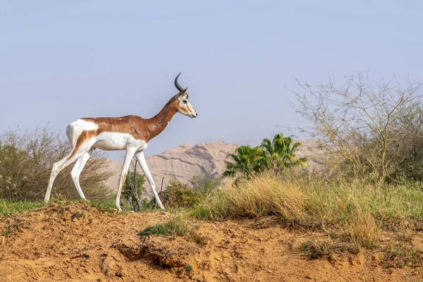 Residente África Del Sahara Peligro Crítico Dama Mhorr Gazelle Zoológico — Foto de Stock