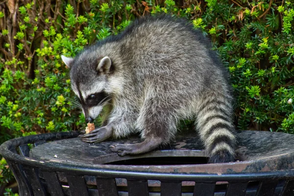 Rakunlar (Procyon lotor) Stanley Park, Vancouver British Columbia, Kanada 'da şehri istila eden çöp tenekesi veya çöp yiyorlar..