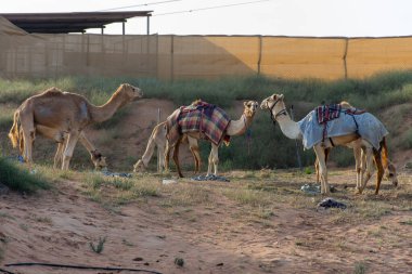 Bir grup dromedary deve (Camelus dromedarius) Birleşik Arap Emirlikleri 'ndeki bir deve çiftliğinde saman yiyorlar..