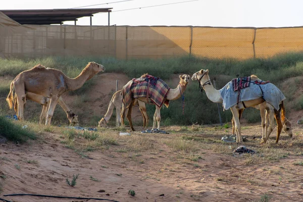 Grupo Camellos Dromedarios Camelus Dromedarius Comiendo Heno Una Granja Camellos — Foto de Stock