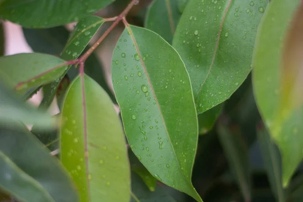 Gotas Agua Hojas Con Detalles Para Naturaleza Simplicidad Conceptos Belleza —  Fotos de Stock