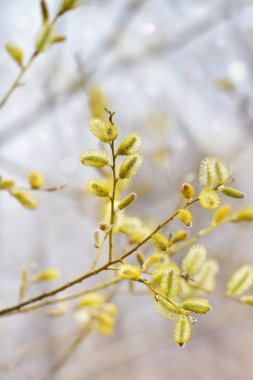 Palm Pazar günü söğüt çiçeği