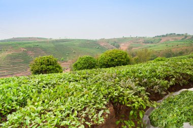 Çay tarlaları ünlü Puer çay içinde Güney eyaleti Çin Yunnan, Dadugangxiang köy içinde