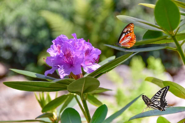 Rhododendron Großes Blatt Umgeben Von Schmetterlingen Schwalbenschwanz Schwalbenschwanz Und Monarch — Stockfoto