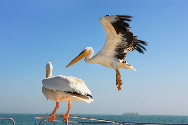 Büyük Kuşları Pelikan Teknenin Güvertesinde Otur — Stok fotoğraf