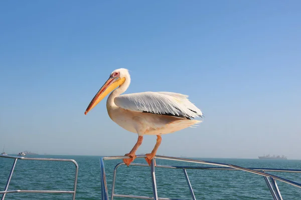 Pelican good luck. Pelican on Board the boat. That funny guy is a cunning one... But it brings good luck!