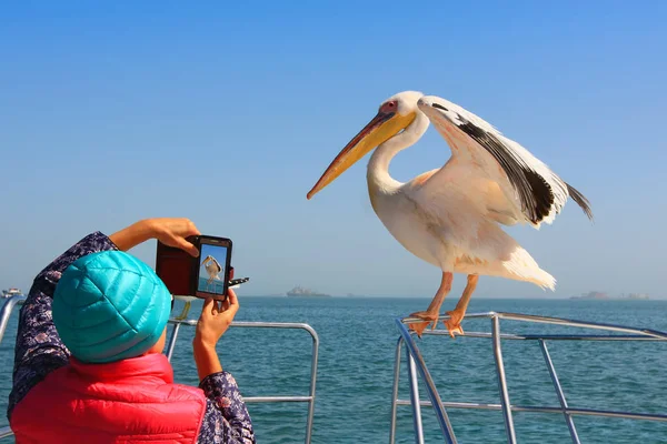 Yat Korkuluk Üzerinde Pelican Gelen Iyi Turistler Kar Amacı Ile — Stok fotoğraf